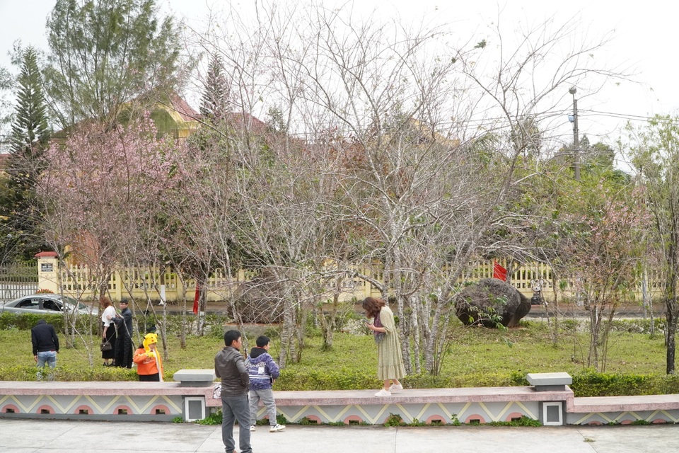 Du khách ùn ùn về xứ Đà Lạt 2 để ngắm hoa mai anh đào - 1 Du khách ùn ùn về xứ Đà Lạt 2 để ngắm hoa mai anh đào - 1