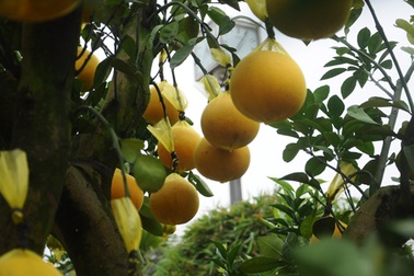 Bưởi chậu cảnh, quả trĩu cành giá chục triệu hút khách