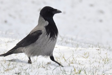 Phát hiện hai loài quạ đặc biệt ở châu Âu vẫn đang tiến hóa