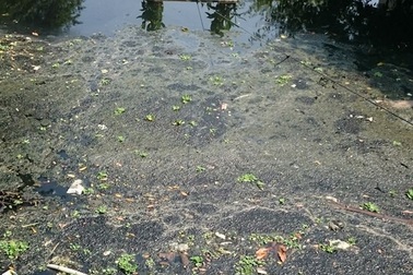 Cận cảnh những dòng kênh bốc mùi ở "thành phố đáng sống"