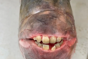 Ngư dân Mỹ tóm được con cá nặng 7,5kg có hàm răng giống con người