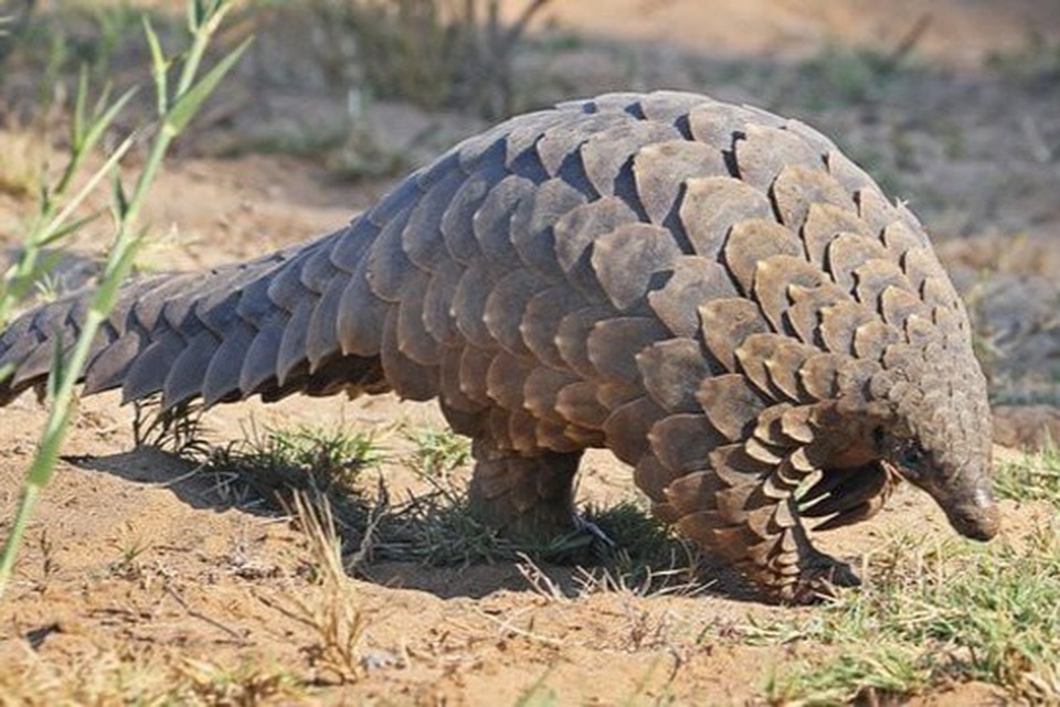 Những niềm tin lệch lạc khiến động vật hoang dã tuyệt chủng - 2 Những niềm tin lệch lạc khiến động vật hoang dã tuyệt chủng - 2