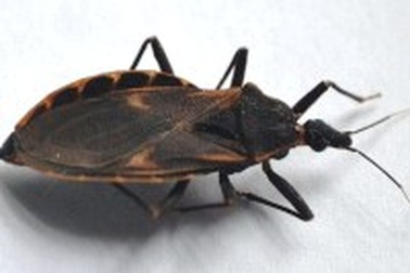 Quảng Bình: Bọ xít hút máu người bắt đầu xuất hiện tại nhà dân