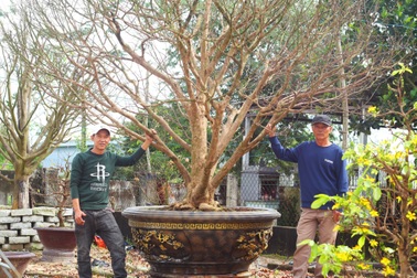 Kiếm tiền tỷ cho thuê mai mấy ngày Tết, chủ vườn sống khỏe cả năm