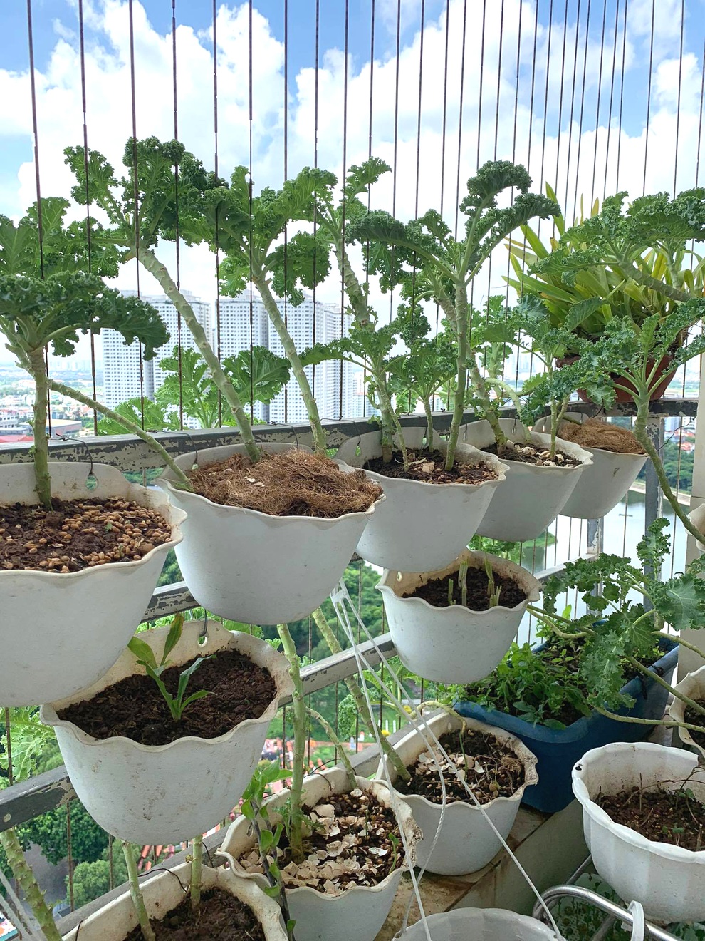 Nữ nhân viên ngân hàng làm vườn 3m2 xả stress, phủ xanh ban công ở Thủ đô - 4 Nữ nhân viên ngân hàng làm vườn 3m2 xả stress, phủ xanh ban công ở Thủ đô - 4