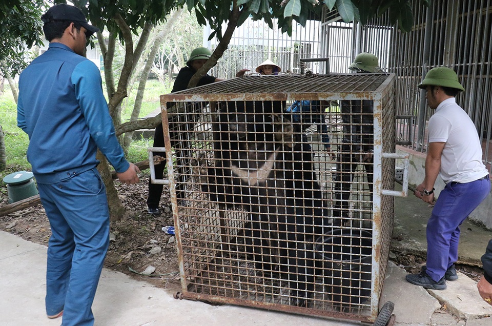 Người đàn ông khai nhốt gấu ngựa sau nhà để... làm cảnh - 4 Người đàn ông khai nhốt gấu ngựa sau nhà để... làm cảnh - 4