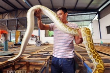 "Đột nhập" trại nuôi la liệt loài trăn đột biến "khủng" ở miền Tây