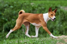 Kỳ lạ giống chó không bao giờ sủa, hóa ra hung dữ bất ngờ