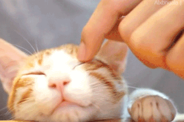 Những mẹo hay cần biết cho người nuôi thú cưng