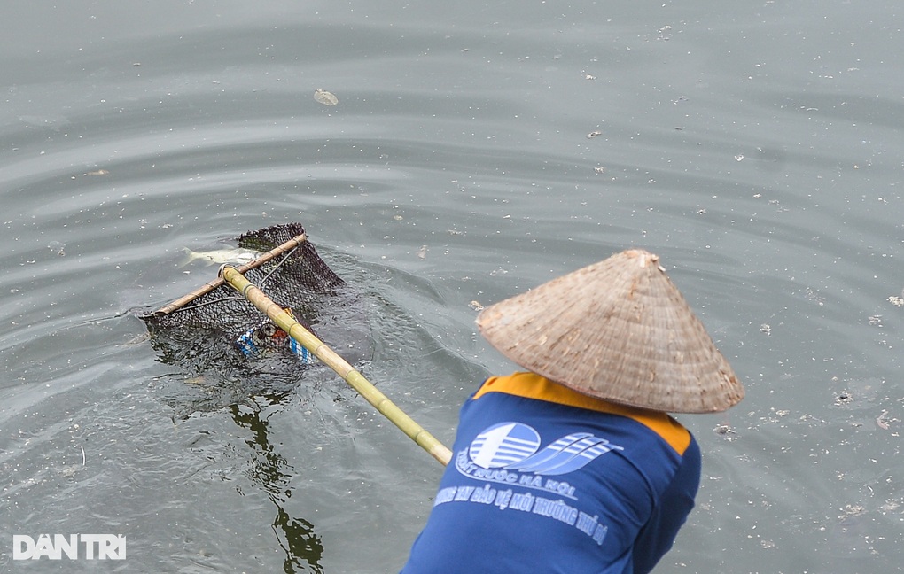 Hà Nội: Hồ Hoàng Cầu cá chết nổi trắng do thay đổi thời tiết - 2 Hà Nội: Hồ Hoàng Cầu cá chết nổi trắng do thay đổi thời tiết - 2
