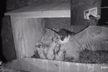 Cú sừng tập kích tổ chim ưng, đoạt mạng con non trong giây lát