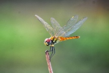 Bất ngờ về loài ăn thịt đáng gờm nhất trong tự nhiên