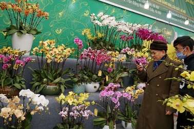 Hoa lan hồ điệp giá hàng chục triệu đồng xuống phố phục vụ Tết