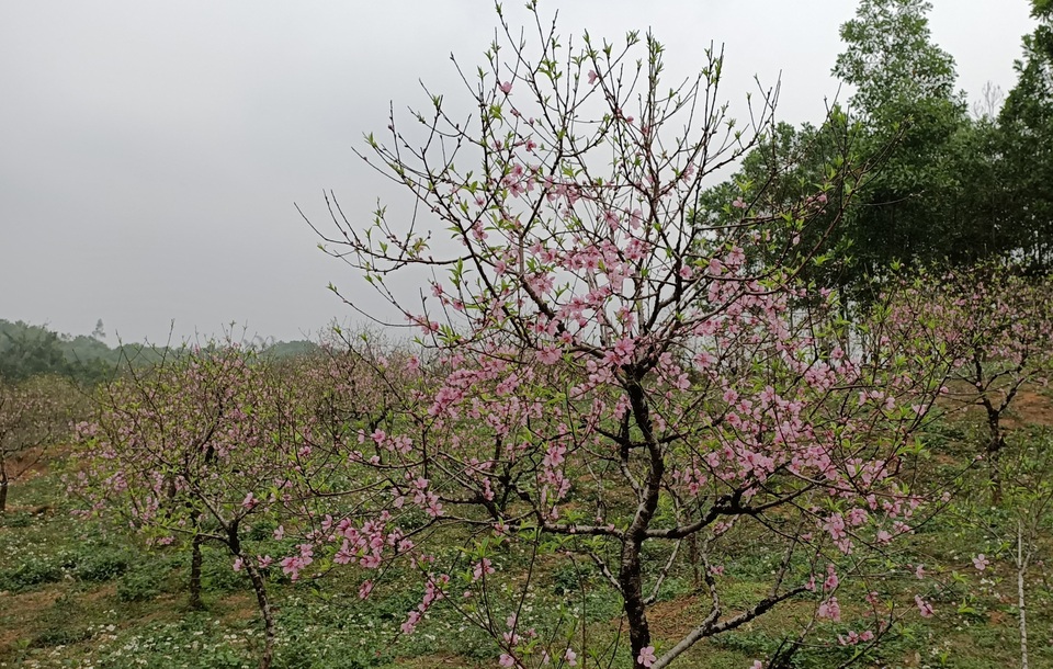 Vựa đào phai nổi tiếng xứ Thanh nhộn nhịp ngày cận Tết - 4 Vựa đào phai nổi tiếng xứ Thanh nhộn nhịp ngày cận Tết - 4