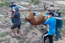 Dịch chồng dịch, người dân vùng phong tỏa lao đao