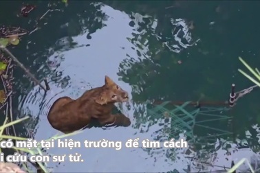 Kịch tính màn giải cứu sư tử bị rơi xuống giếng tại Ấn Độ