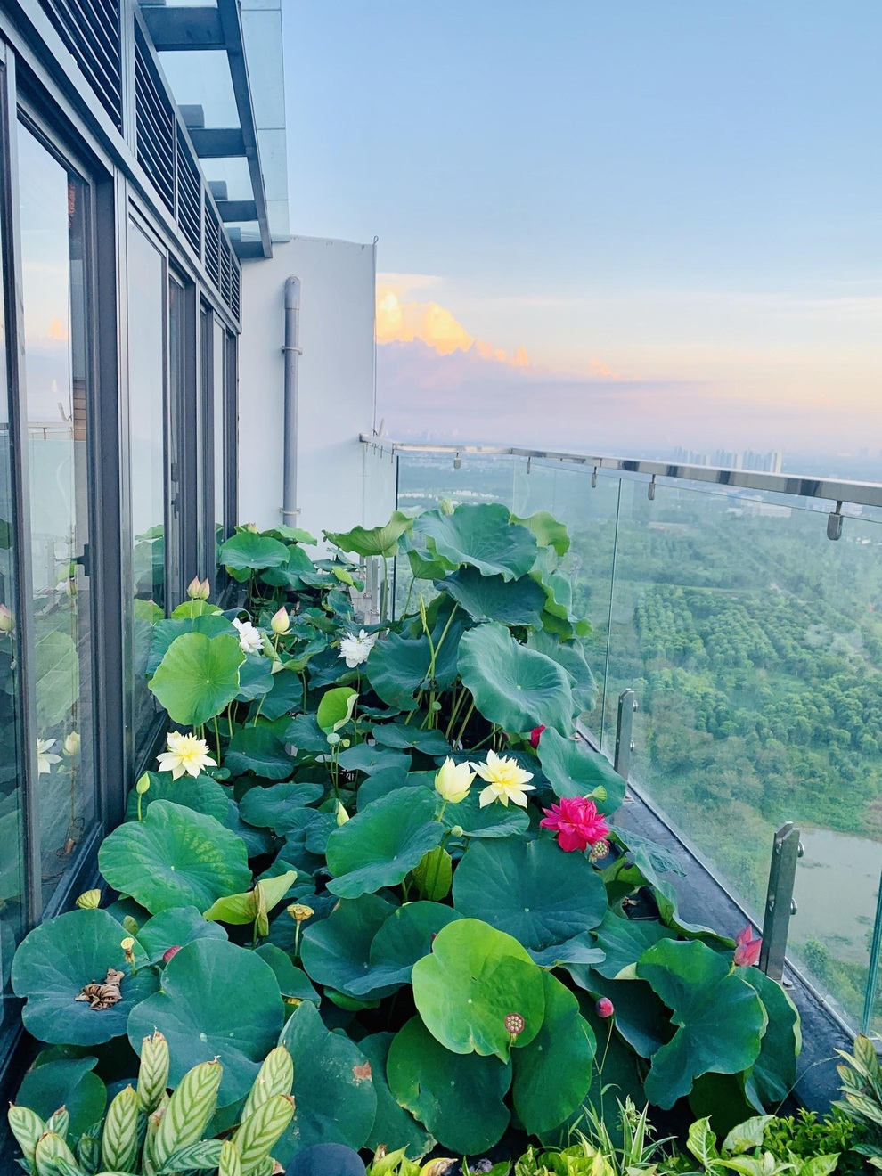 Hồ sen ngát hương tại căn penthouse tuyệt đẹp của vợ chồng trẻ Hà Nội - 1 Hồ sen ngát hương tại căn penthouse tuyệt đẹp của vợ chồng trẻ Hà Nội - 1