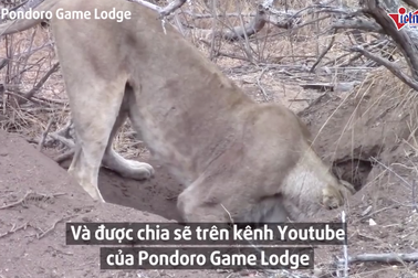 Clip hiếm sư tử đào hang giết chết lợn rừng