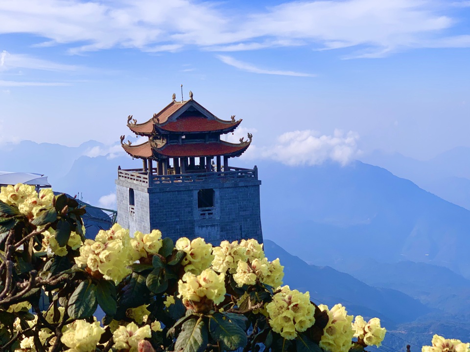 Ngắm những cây đỗ quyên trăm tuổi bung nở rực rỡ trên đỉnh Fansipan - 7 Ngắm những cây đỗ quyên trăm tuổi bung nở rực rỡ trên đỉnh Fansipan - 7