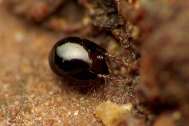 Sinh vật khỏe nhất thế giới: Nâng vật nặng gấp 1180 trọng lượng cơ thể