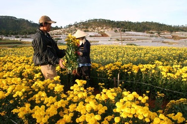 Công nhận Đà Lạt là thành phố Festival Hoa 