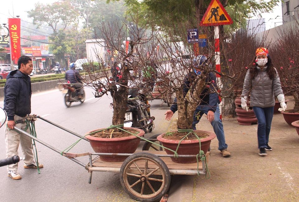 Người vận chuyển chạy sô, kiếm tiền triệu mỗi ngày nhờ chở cây cảnh - 3 Người vận chuyển chạy sô, kiếm tiền triệu mỗi ngày nhờ chở cây cảnh - 3