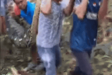 Khoảnh khắc rạch bụng trăn khổng lồ dài gần 9m đưa nạn nhân ra ngoài