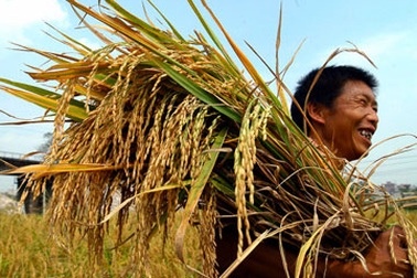 Lần đầu tiên tổ chức “Festival Lúa gạo Việt Nam”