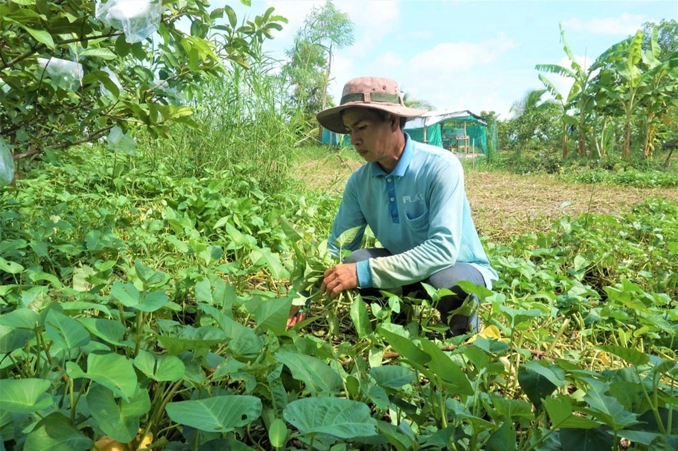 Làm trang trại mini trên vùng đất trũng, nông dân bỏ túi gần 400 triệu/năm - 5 Làm trang trại mini trên vùng đất trũng, nông dân bỏ túi gần 400 triệu/năm - 5