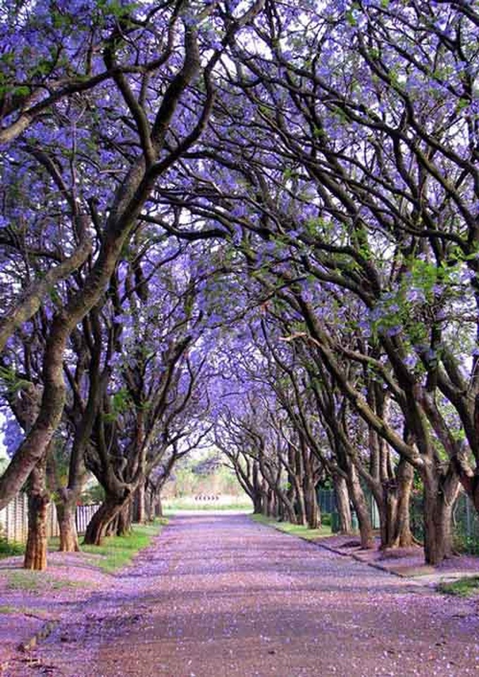 Cây Jacaranda trổ hoa ở Nam Phi.
