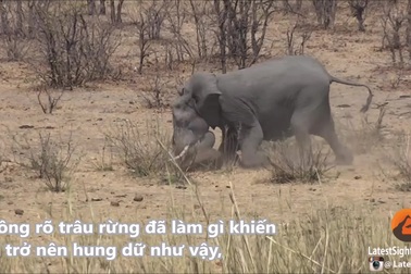 Trâu rừng xấu số mất mạng khi bị voi tấn công dữ dội
