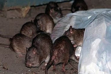 Nguy cơ nhiễm vi rút suy thận do tiếp xúc với chất bài tiết của chuột