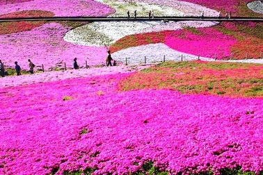 Chiêm ngưỡng vẻ đẹp loài hoa mang tên "shibazakura" ở Nhật Bản
