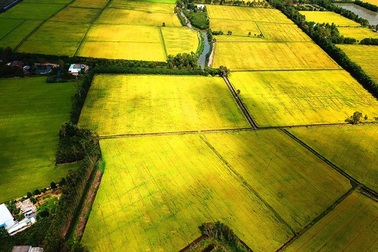 Ngắm những đồng lúa chín vàng đẹp như tranh vẽ ở Long An