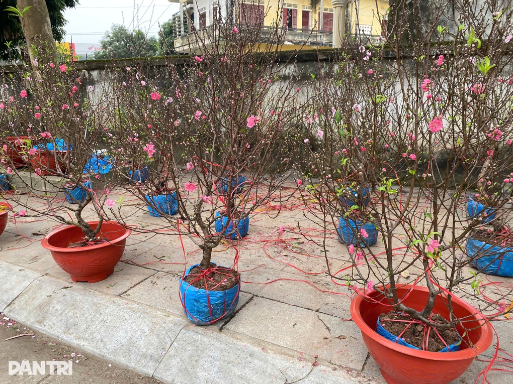 Tiểu thương Hà Tĩnh ngậm ngùi bán đào Tết đồng giá siêu rẻ, khách ùn ùn mua - 1