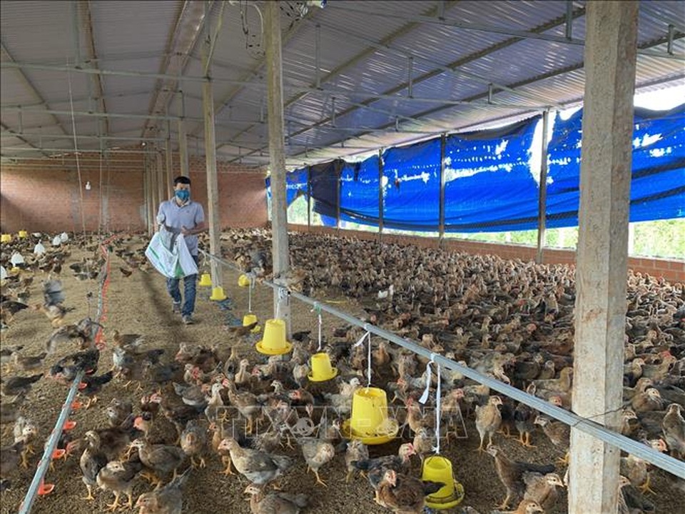 Mô hình nuôi gà trên đệm lót sinh học cho thu nhập 400 triệu đồng/năm - 2 Mô hình nuôi gà trên đệm lót sinh học cho thu nhập 400 triệu đồng/năm - 2