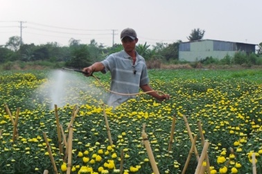 Trời se lạnh, hoa căng sức bung nụ