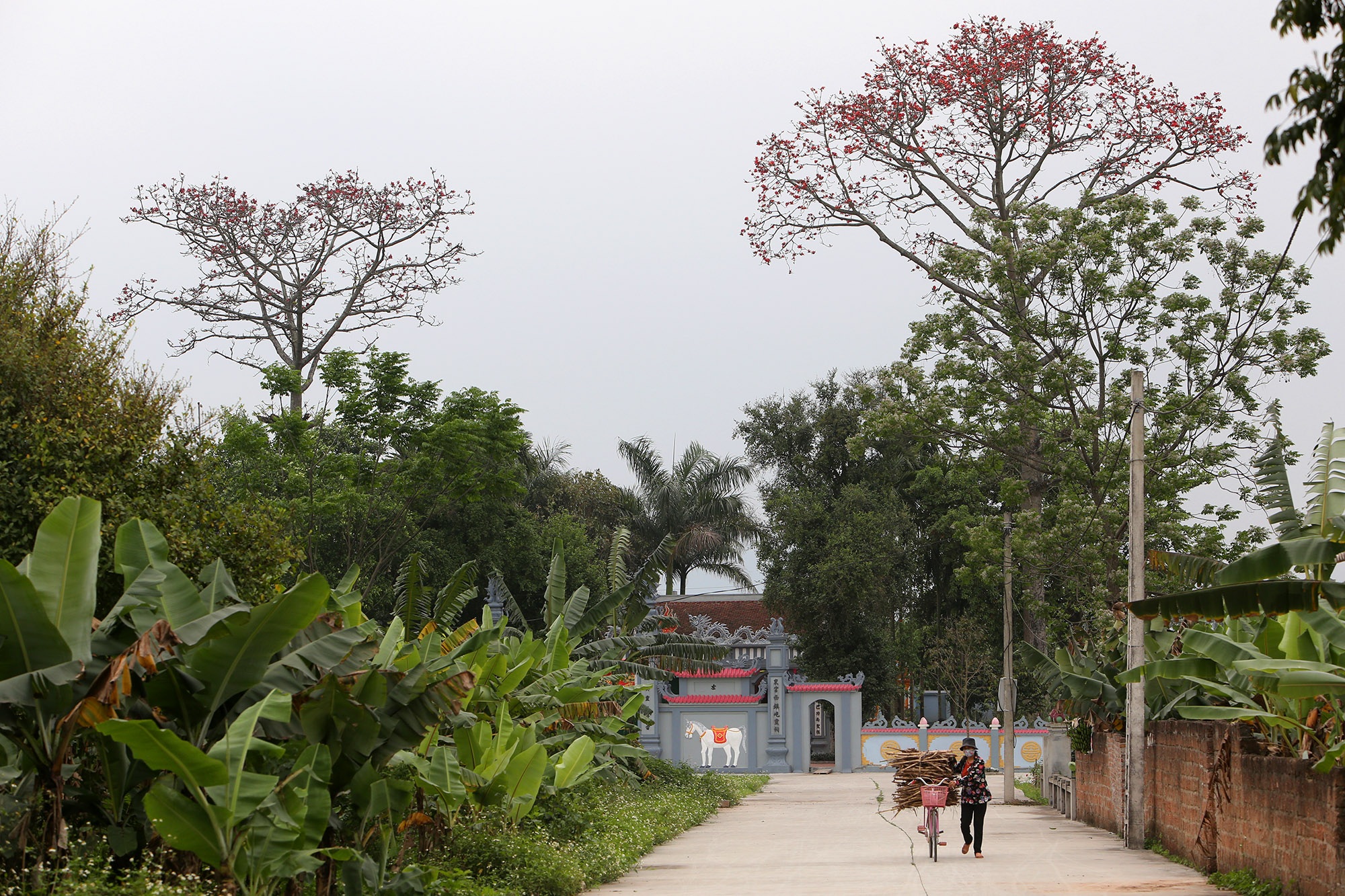 Đẹp nao lòng hoa gạo nở đỏ rực góc trời Thủ đô - 11 Đẹp nao lòng hoa gạo nở đỏ rực góc trời Thủ đô - 11