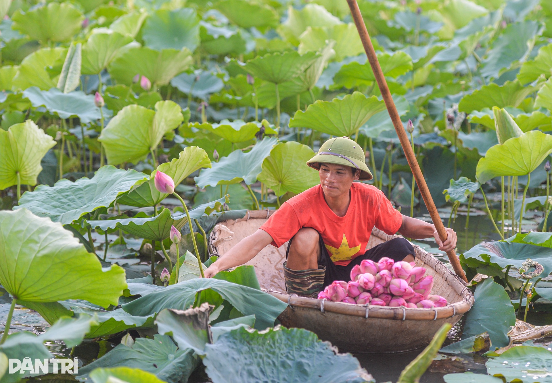 Biến đồng hoang thành đầm sen triệu bông, anh nông dân kiếm tiền tỷ - 4 Biến đồng hoang thành đầm sen triệu bông, anh nông dân kiếm tiền tỷ - 4