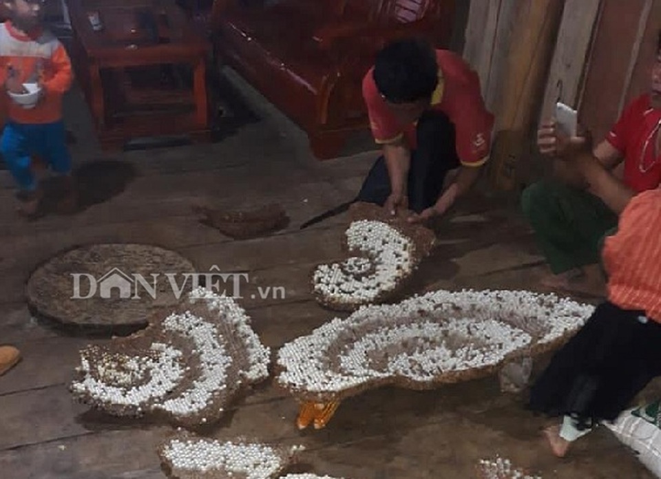 Tay săn đặc sản nhộng ong rừng cừ khôi: Nghề nguy hiểm hái ra tiền - 5 Tay săn đặc sản nhộng ong rừng cừ khôi: Nghề nguy hiểm hái ra tiền - 5