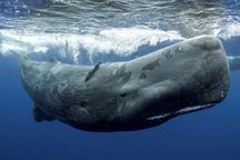 Cá nhà táng - sinh vật ăn thịt có răng lớn nhất trên Trái đất