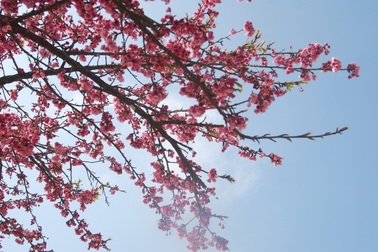 Lên Sa Pa ngắm hoa anh đào Nhật Bản khoe sắc hồng tuyệt đẹp