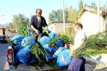 Cụ ông 71 tuổi bắt tay "khởi nghiệp", trồng loạt cây quý thu nhập khủng