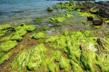 Tháng 3, khám phá mùa rêu Bàn Than