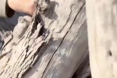 Nữ du khách bị voi nặng 6 tấn đuổi theo, dùng vòi dìm xuống nước