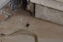 Hiếm hoi cảnh rắn vẫy vùng không thoát khỏi lưới nhện