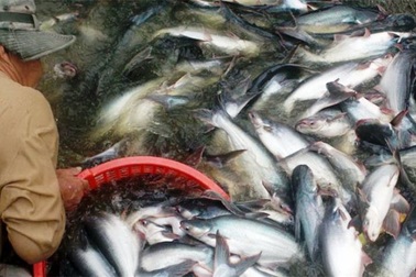 "Bán quyền ăn tiền" ở Tổng cục Thủy sản: Ai ký văn bản trái quy định?