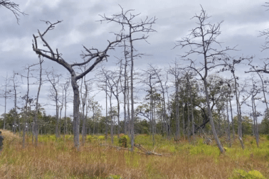 San ủi đất, "bức tử" hàng loạt cây rừng để làm nương rẫy