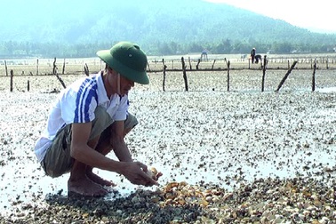 Nông dân điêu đứng vì sò chết đồng loạt