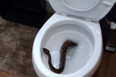 Hoảng hồn phát hiện rắn chuông ở trong nhà vệ sinh